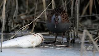 Water rail Rallus aquaticus 회색가슴뜸부기 [upl. by Otrebogad833]