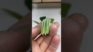 Chlorophytum comosum polymer clay cane process polymerclay polymerclaycanes miniatur [upl. by Lennahs]