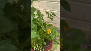 My Beautiful Home Garden  Wedelia plant  viral gardening plantsnatureflowerslove homedecor [upl. by Annabella56]