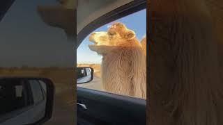 Cactus are camels favourite eating camel animals cute [upl. by Suivatra]