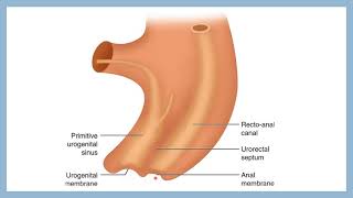 DEVELOPMENT OF HINDGUT easy embryology gross anatomy channel [upl. by Arondell]