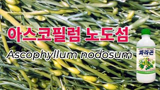 아스코필럼 노도섬Ascophyllum nodosum [upl. by Atiniv917]