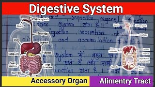 digestive system  digestive system anatomy and physiology  digestive system in hindi  पाचन तंत्र [upl. by Chadbourne182]