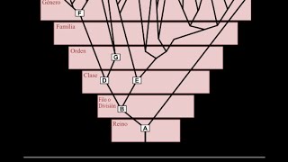 El árbol de la vida la diversidad biológica a la luz de la evolución [upl. by Wesley]