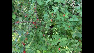 Nanking Cherry Jelly Time [upl. by Hnilym581]