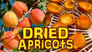 Dried apricots  Dehydrated fruit  How to dry apricots [upl. by Novaelc619]