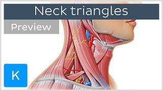 Triangles of the neck location and contents preview  Human Anatomy  Kenhub [upl. by Napier]