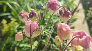 ５月のオダマキ・ピンクペチコートAquilegia vulgaris Pink Petticoat in May [upl. by Arakawa]