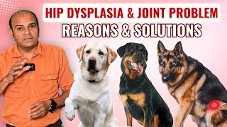 Hip Dysplasia amp Joints Problem In Dogs  Reasons amp Solution  By Baadal Bhandaari [upl. by Maher]