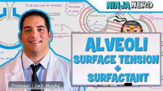 Respiratory  Surface Tension amp Surfactant in Alveoli [upl. by Ridglee28]