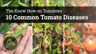 10 Common Tomato Diseases [upl. by Alyss]