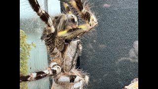 Poecilotheria regalis Indian Ornamental rehouse and care [upl. by Schonthal]