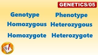 Genotype Phenotype Homozygous Heterozygous Homozygote Heterozygote FLGenetics05 [upl. by Gunner]