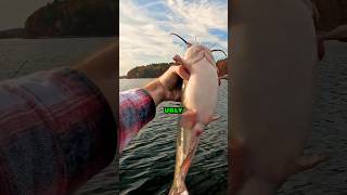 I caught a GIANT White Catfish catfish bullhead whitecatfish catfishing fishing [upl. by Lauraine]