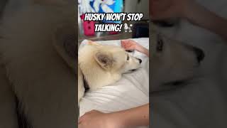 Husky is super vocal and won’t stop talking howling husky vocal dog talking [upl. by Yesnik]