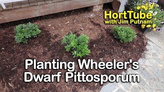 Planting Wheelers Dwarf Pittosporum  Great Low Growing Evergreen Shrub [upl. by Luanni]