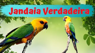 Jandaia verdadeira  Conheça essa ave da família dos Psittacidae [upl. by Chester999]