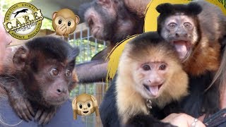 Capuchin MonkeyBoo Visits Monkey Sanctuary [upl. by Eisnil]