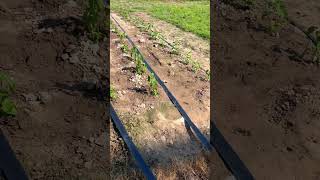 drip hose irrigation system irrigation kits winder shorts instagood tips farmer lawn crop [upl. by Nagah]