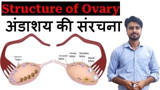 Structure of Overy bsc boardexam cbseboard rbseboard stateboardexamprep ncert [upl. by Loggia]