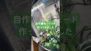 ［100均アイテム］観葉植物のお供 集光シェード自作しました プチ改造お手軽に使用できます 集光シェード 植物育成ライト パネルライト 観葉植物 エアプランツ チランジア 園芸 [upl. by Ahcsap]