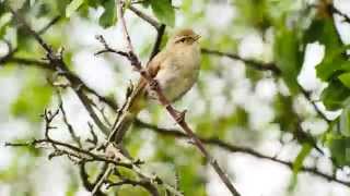 Common Chiffchaff Call birds birdsounds [upl. by Weisbart]