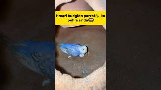 Hmari budgies parrot🦜 ka pehla anda🪺 petlover minivlog budgiesfam pigeon budgieslovers viral [upl. by Perren]