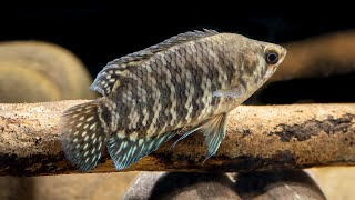 Microctenopoma fasciolatum Banded ctenopoma 4K [upl. by Rennob]