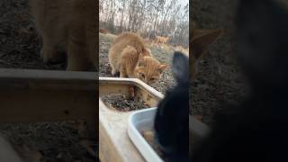 We are calling him Cheeto 🦁 farmcats [upl. by Boff]