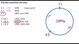 Mapping restriction sites on Plasmid DNA tutorial 2 [upl. by Schiffman703]