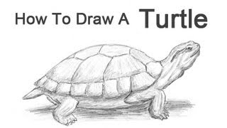 How to Draw a Turtle RedEared Slider [upl. by Frager896]