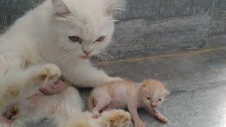 Newborn Kittens Calling Mom Cat And She Is Responding Them And Talking To Them  Adorable Moments [upl. by Sammons]