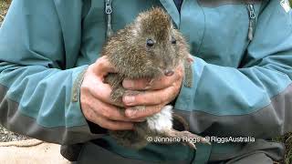 The Gilberts Potoroo [upl. by Mychael]