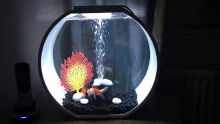 Deco O Fish Tank Modern 20L Aquarium with lovely Goldfish [upl. by Yrad622]