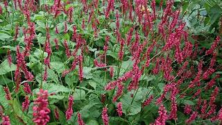 Persicaria amplexicaulis Red Bistort with bees a shade loving perennial loved by bees [upl. by Gunar]