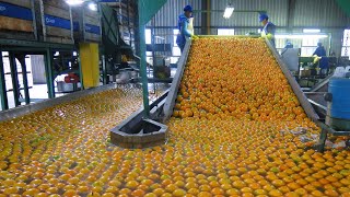 How Orange Juice Is Made In Factory  Production Process Of Orange Essential Oil [upl. by Ahsened837]