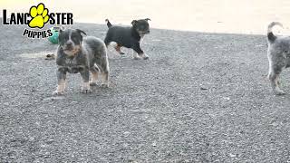 Charming Australian Cattle Dog Puppies [upl. by Claiborne669]