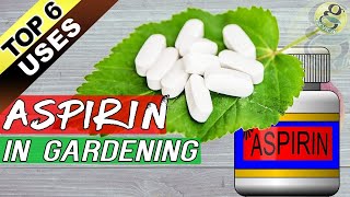 ASPIRIN HACKS ON PLANTS and GARDENING Top 6 Benefits of Aspirin as Rooting Hormone  Others [upl. by Sherborn]