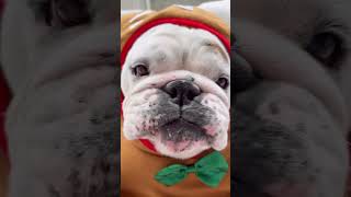 Too soon 🎅🎄 Happy November everyone  bulldog dogs dogshorts funnydogs dogtraining [upl. by Donny812]