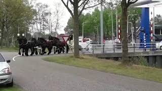 Trouwerij in Meppel met 6span Friese paarden [upl. by Benioff]