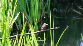 Kingfisher eating fish at Fairburn Ings NR [upl. by Ametaf]