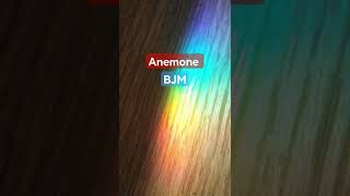 Anemone  BJM  Cover music cover anemone [upl. by Felecia]