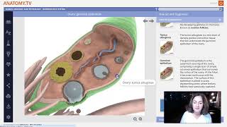 Week 2 Lecture Part 1 Ovaries structure and function [upl. by Nevets]