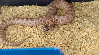 Baby Hognose Snakes Im Holding Back in 2023 [upl. by Ettevey104]