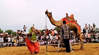 latest camel dance performance ll Rajasthani camel dance [upl. by Sladen]