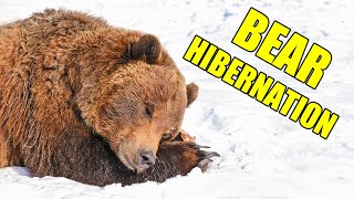 Bear Hibernation – Alaska Bear Hibernation Facts [upl. by Ibmat]