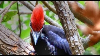 Pileated Woodpeckers Amazing Calls [upl. by Allisurd]