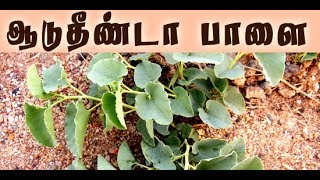 Aristolochia bracteata ஆடுதீண்டா பாளையின் மகத்துவம் மருத்துவம் [upl. by Fortin893]