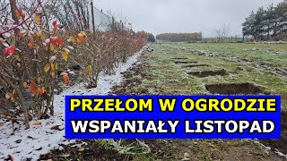 Przełom w Ogrodzie Połowa Listopada Dołki pod Uprawę Borówki Maliny Winogrona Dom z Wielkim Polem [upl. by Marks]