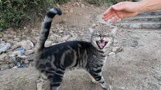 Tabby cat with striped fur is very eager to be petted [upl. by Aramenta]